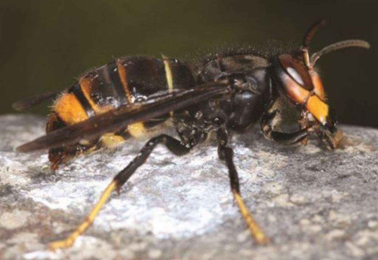 Warning Issued As Asian Hornet - Which Can Eat Honey Bees - Is Spotted ...