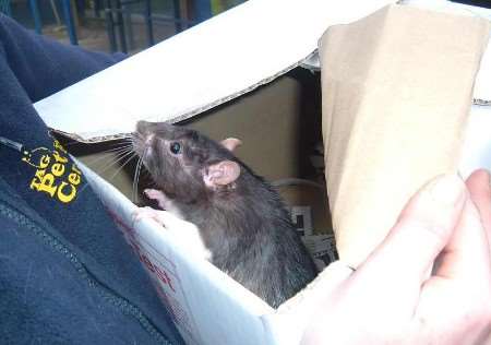 Can you offer Boxer the rat a good home?