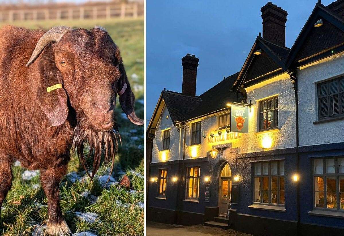 Gregory the goat becomes mascot for The Nevill Bull pub after bar manager finds him in Birling village