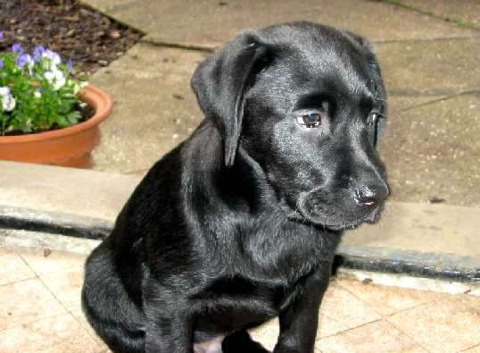 The black Labrador puppy was given oxygen. Stock picture