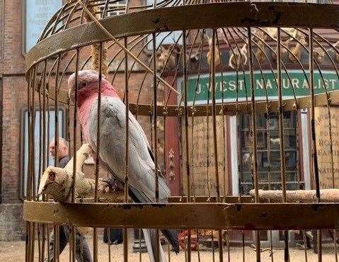 Boo on set filming The Nevers, in the Historic Dockyard, Chatham, in the cage she was stolen in