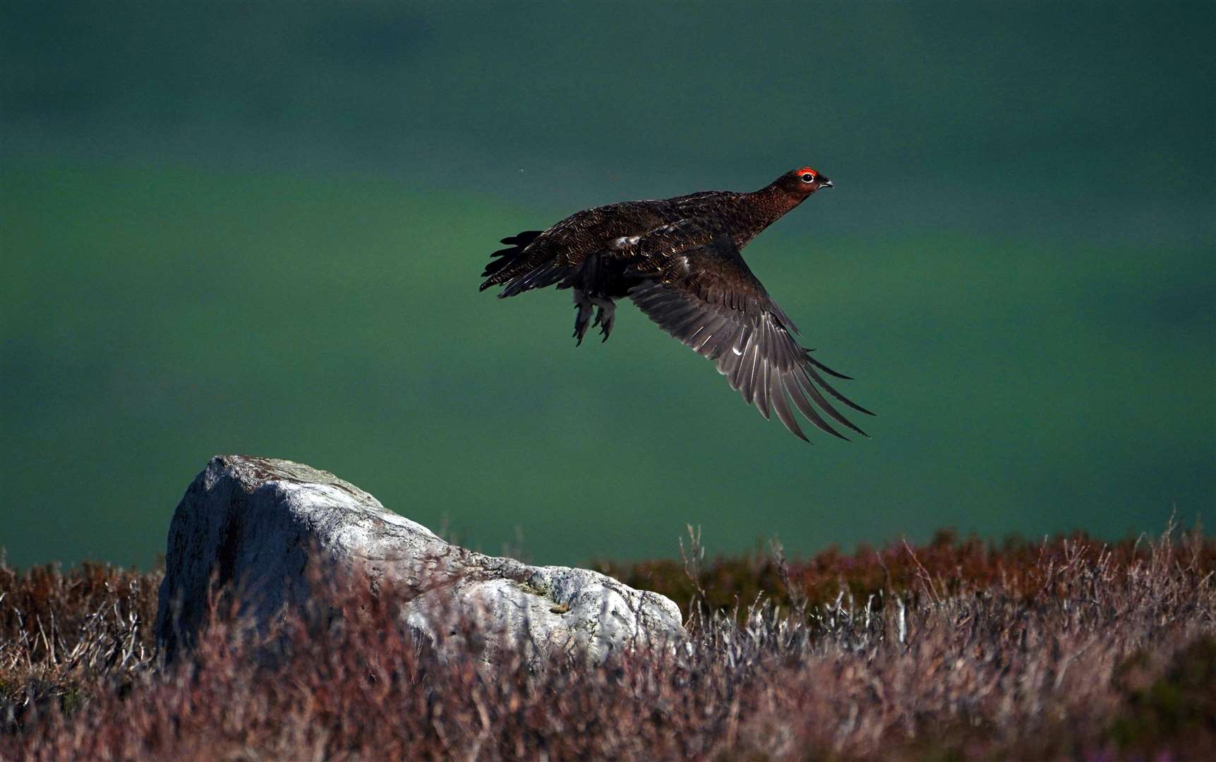 Moorland is often deliberately burnt in order to facilitate grouse shooting (Owen Humphreys/PA)