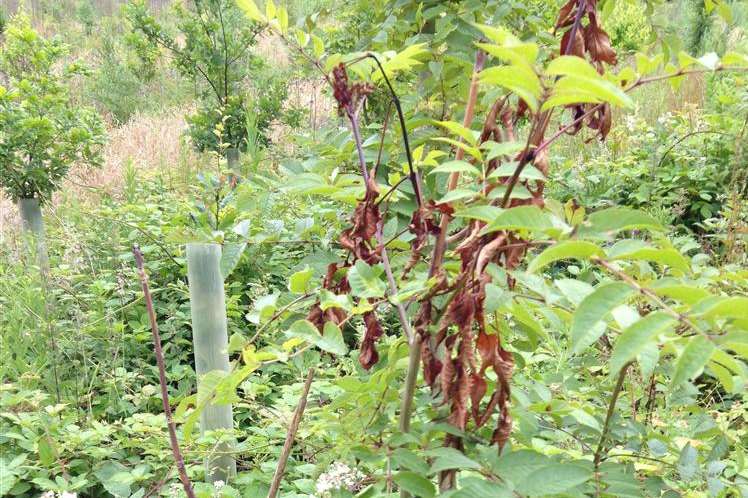 Dieback hits a treet at Hole Park, Rolvenden