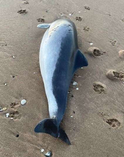 News of the dead porpoise was tweeted this morning. Picture: Joseph Hurling