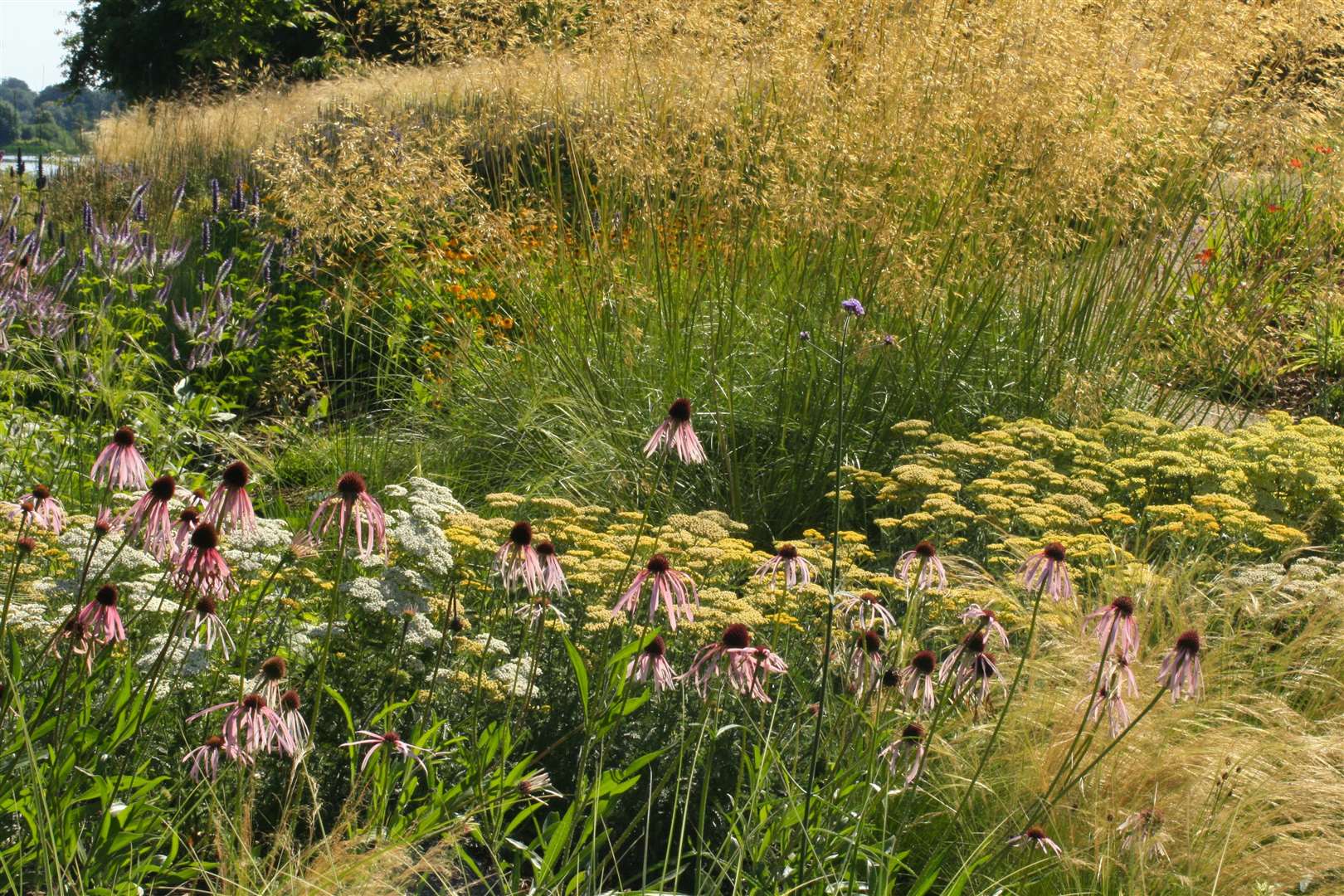 Echinacea pallida’ Hula Dancer’ planted among the grasses in Faith's Garden