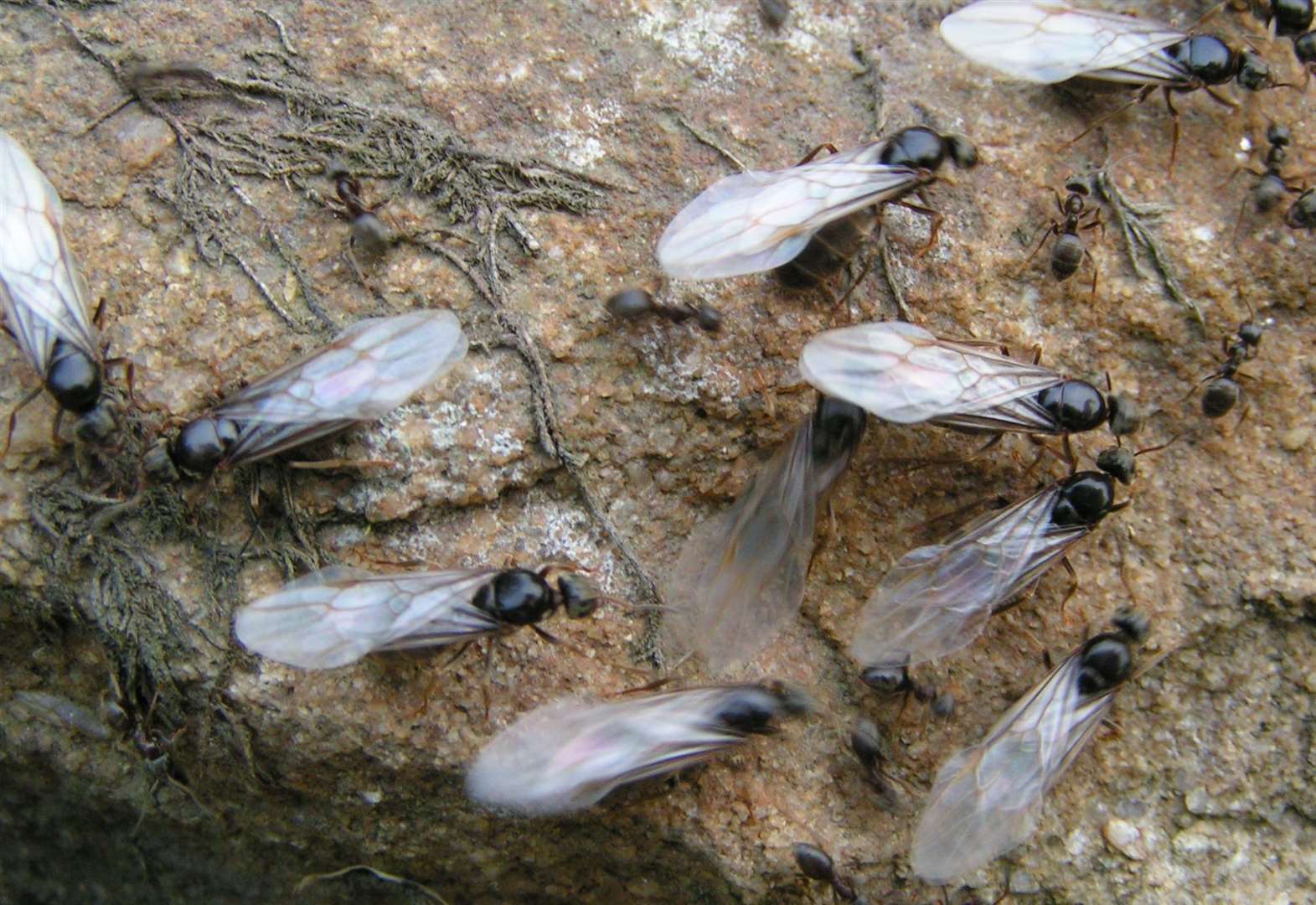 Flying ants were mistaken for rain by weather watchers in 2019