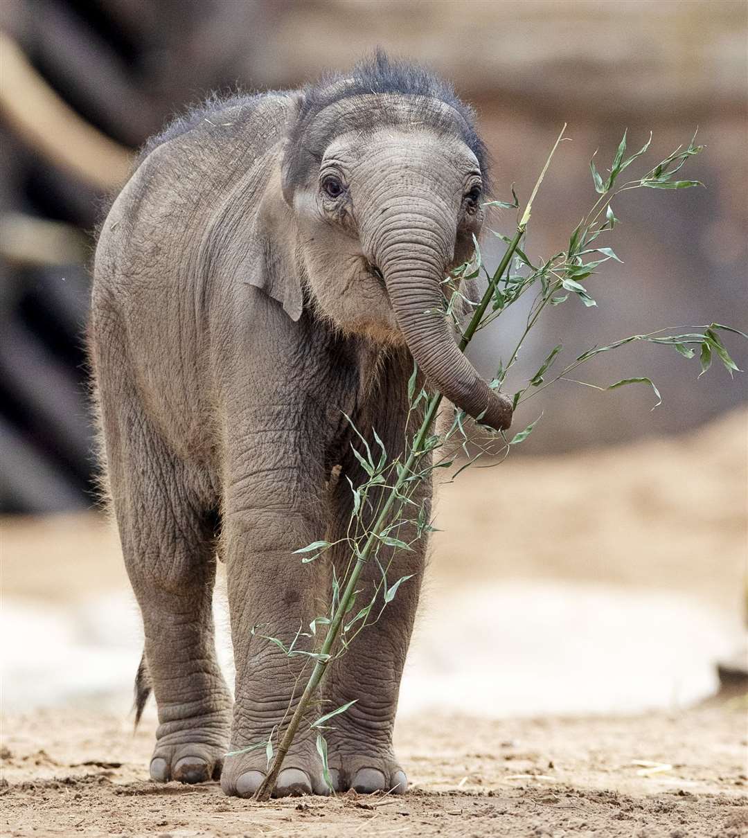 Chester Zoo shows off baby Asian elephant Riva Hi Way (Peter Byrne/PA)