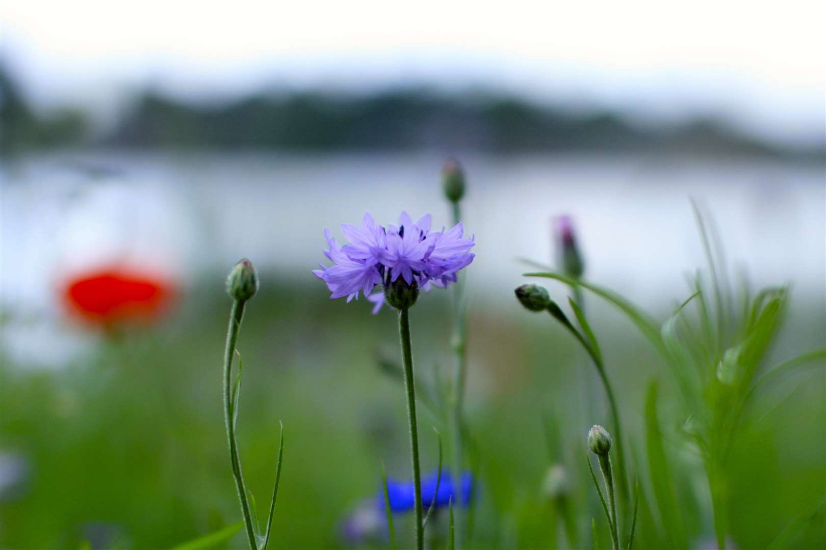 The meadows are in Hever Castle's gardens and Hever Golf Course