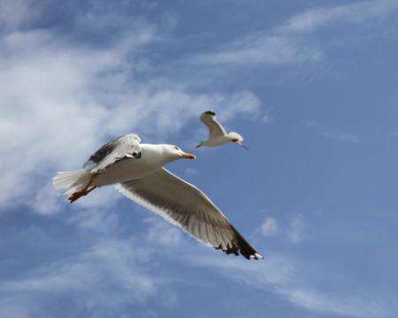 Herring gull