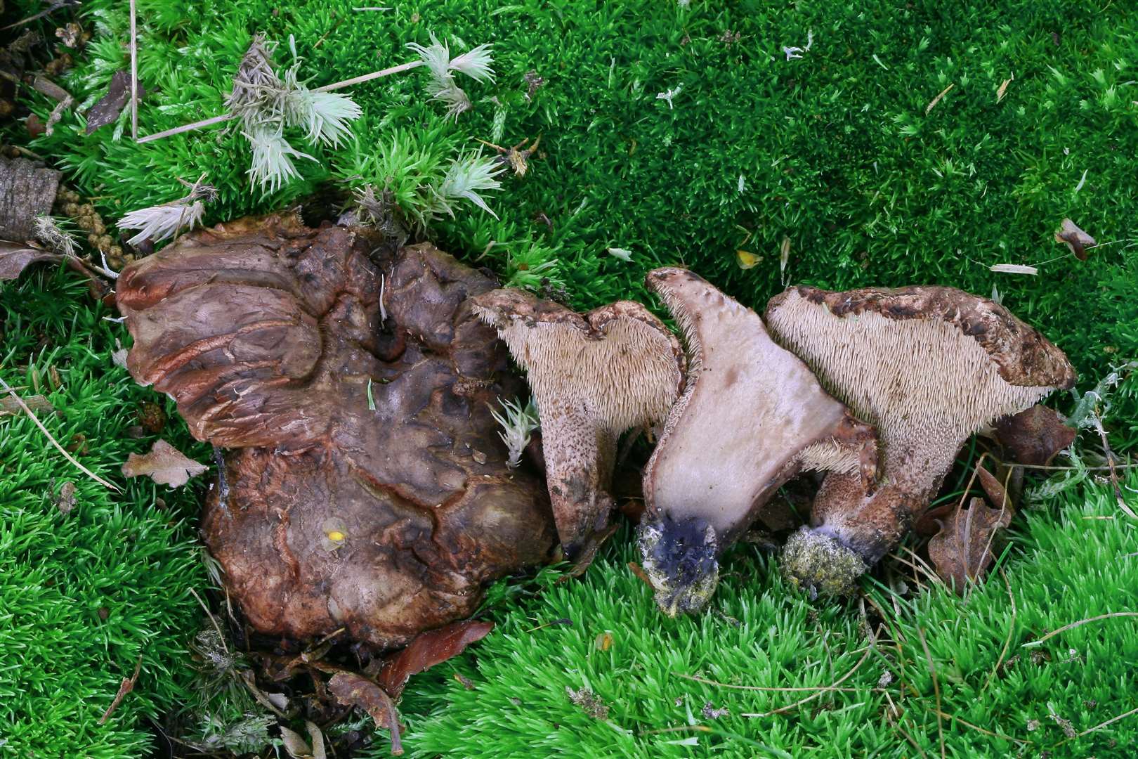 Hydnellum nemorosum is a rare fungus found in Windsor Great Park (Martyn Ainsworth/PA)