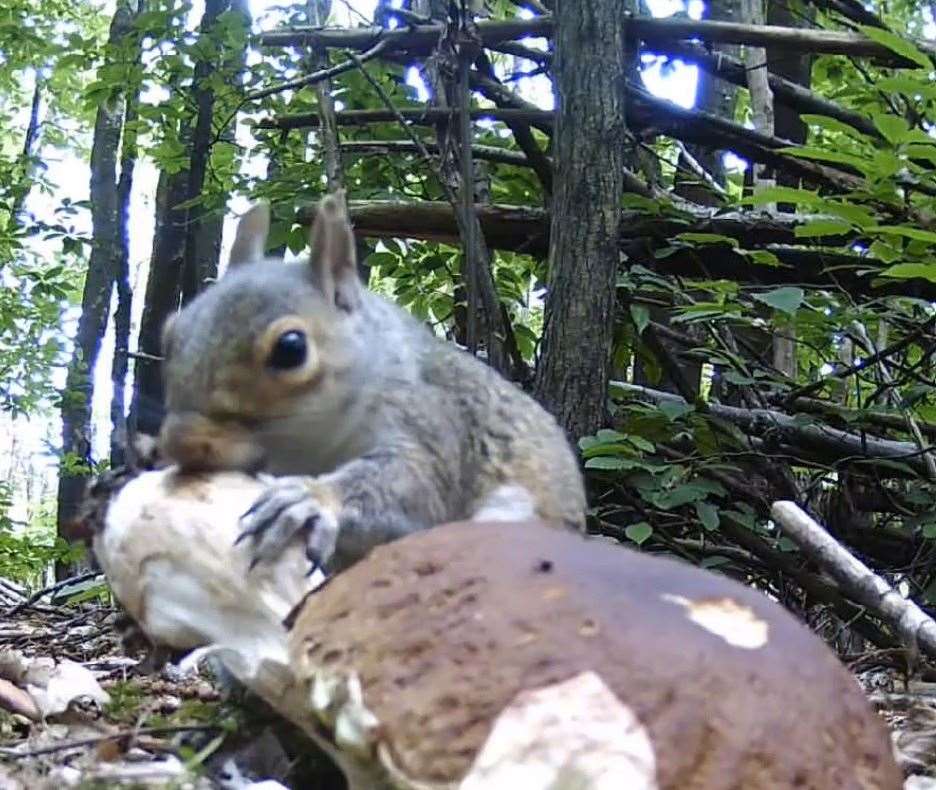 The squirrel was caught on camera tucking into the fungi after Stephen Sangster noticed mushrooms disappearing. Picture: Stephen Sangster