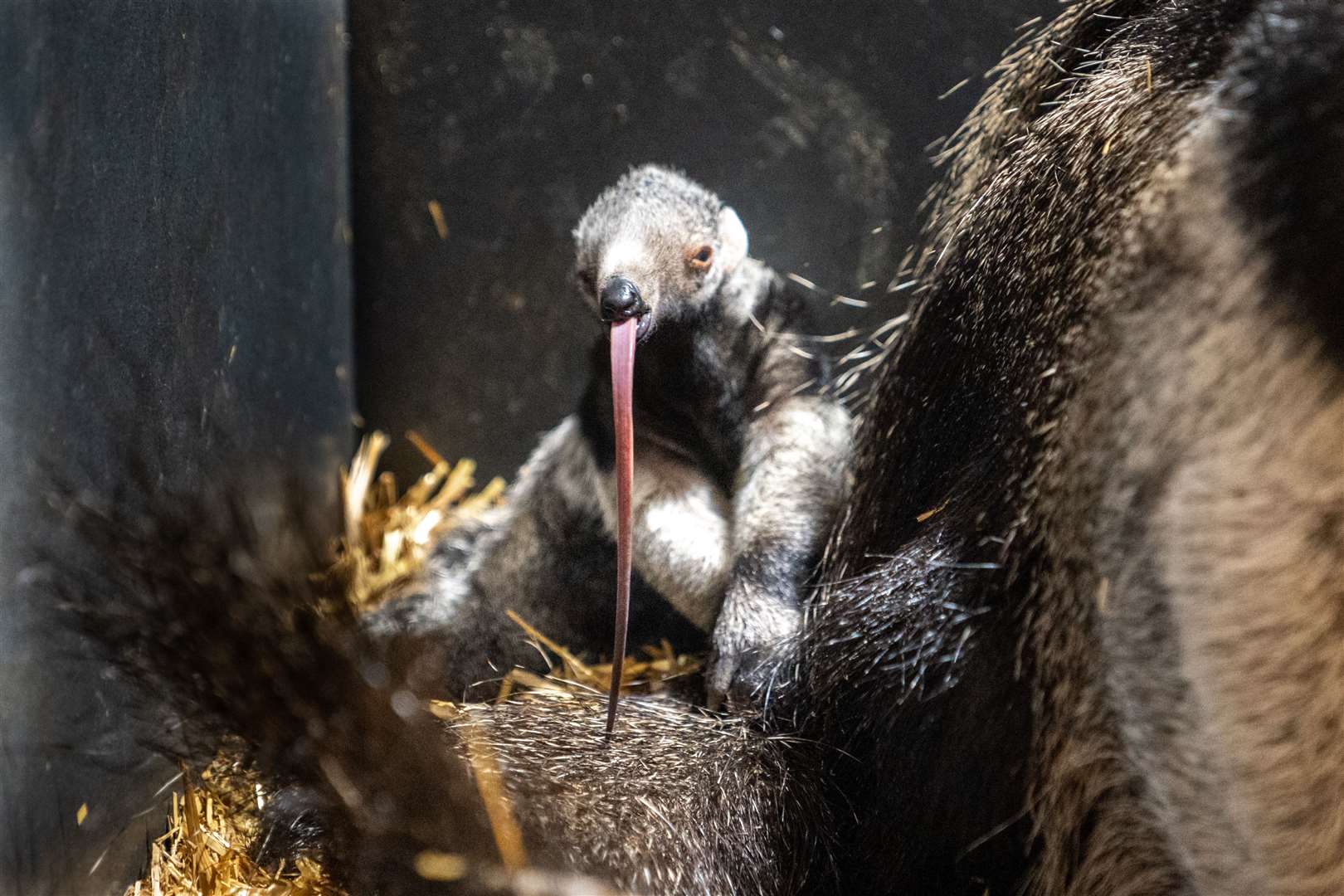 The pup is yet to be named (Chester Zoo)