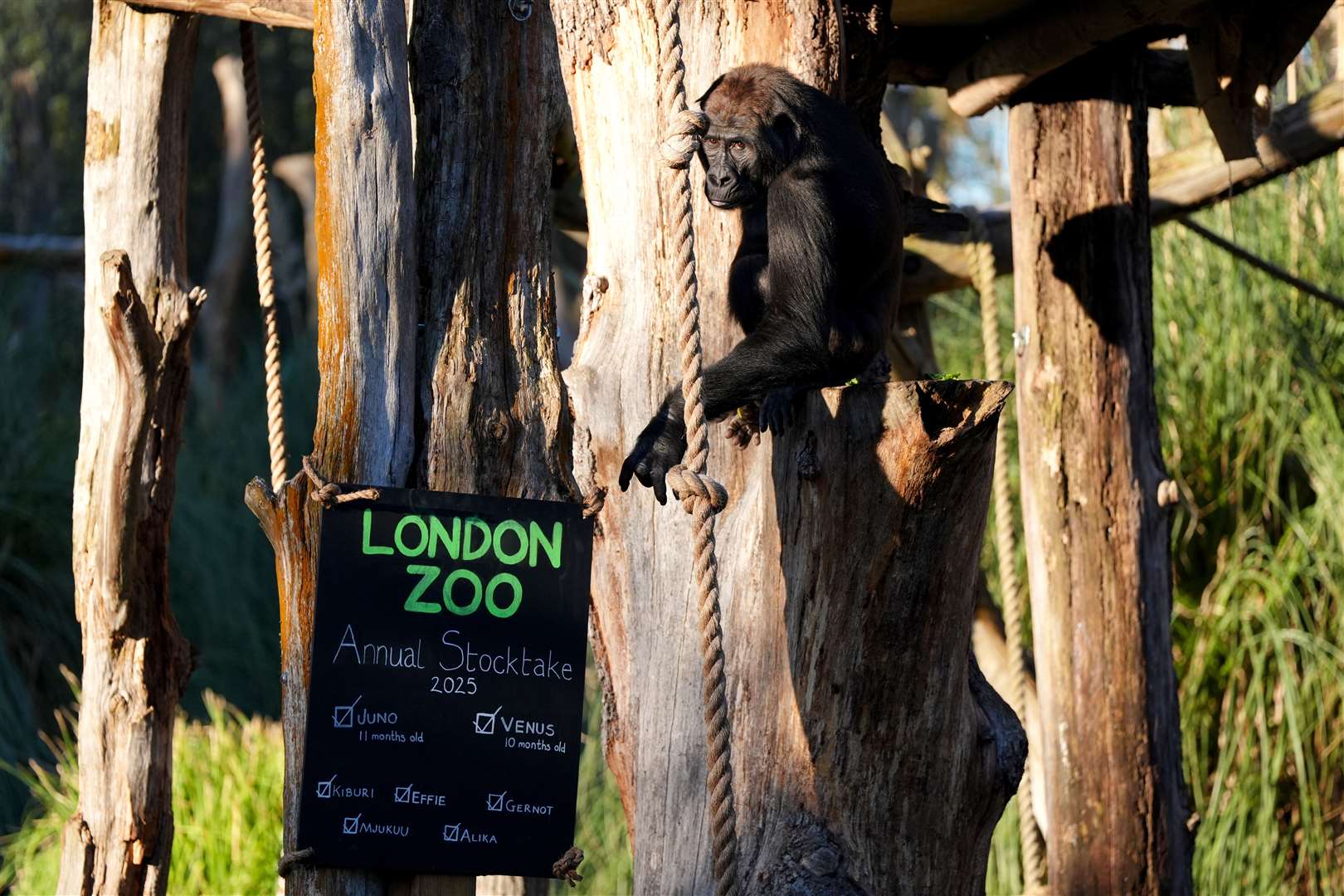 A gorilla during the annual stocktake at ZSL London Zoo (Ben Whitley/PA)