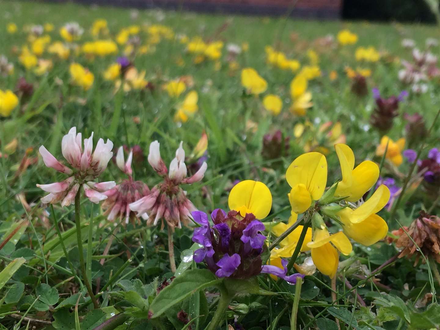 Bird’s-foot trefoil, selfheal and clover can help make a lawn more drought resistant (Trevor Dines/Plantlife/PA)