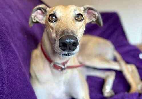 Whippy the greyhound. Picture: Last Chance Animal Rescue