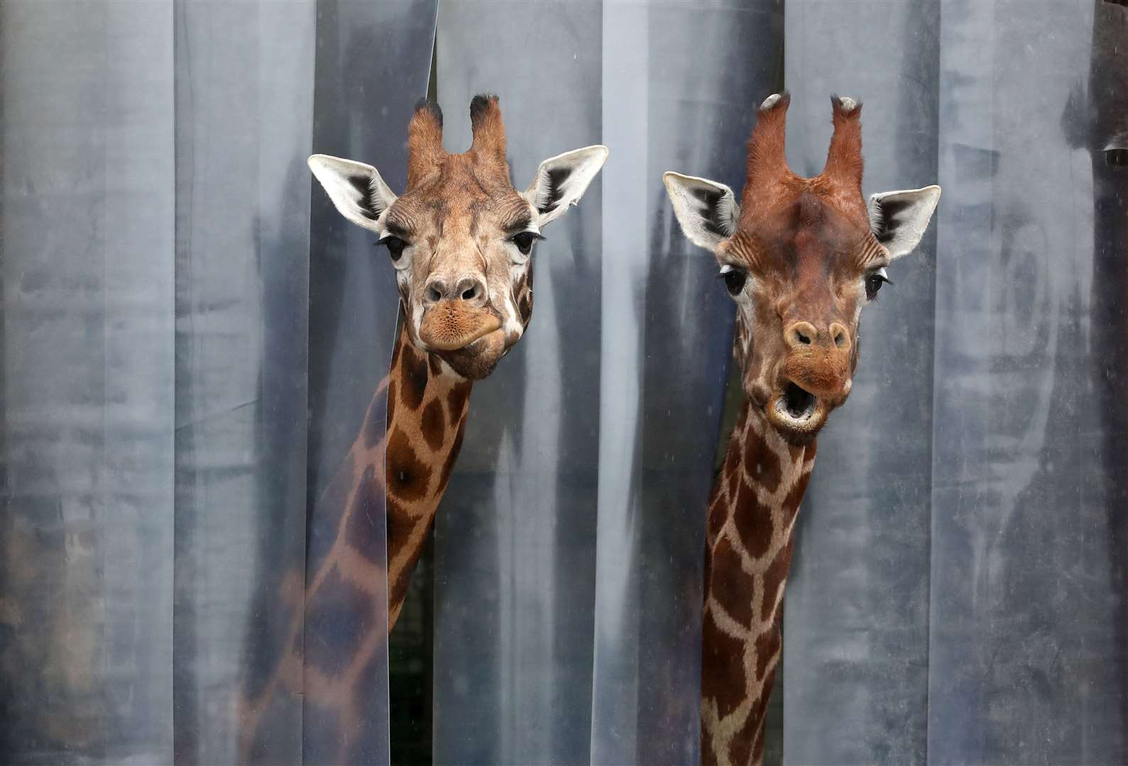 Two giraffes poke their heads out from their enclosure as Blair Drummond Safari Park welcomes visitors back with Scotland beginning to ease out of lockdown (Andrew Milligan/PA)