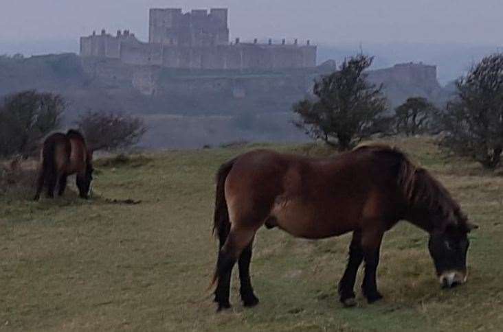 Exmoor ponies on the White Cliffs with Dover Castle in the background