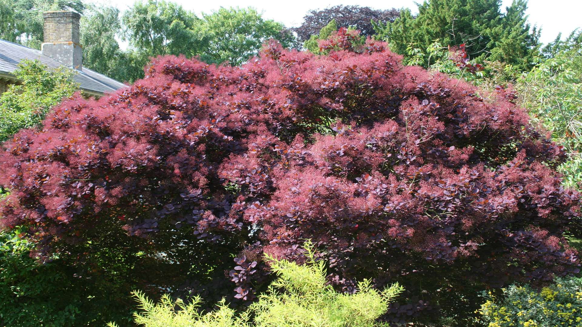 A smoke bush