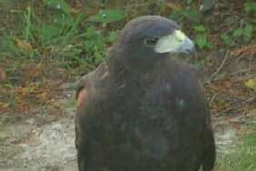 Rhia the Harris Hawk