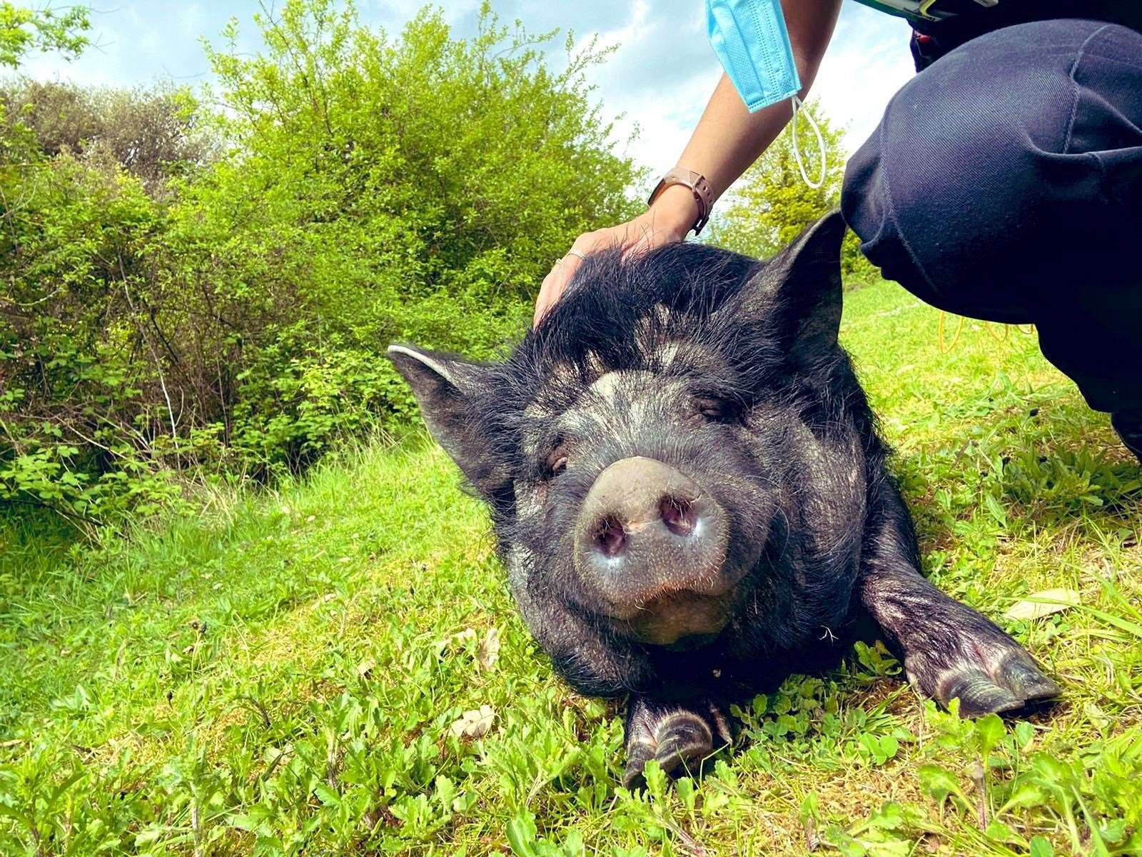 The large pig was caught in Rainham earlier. Photo: @kentpolicemed