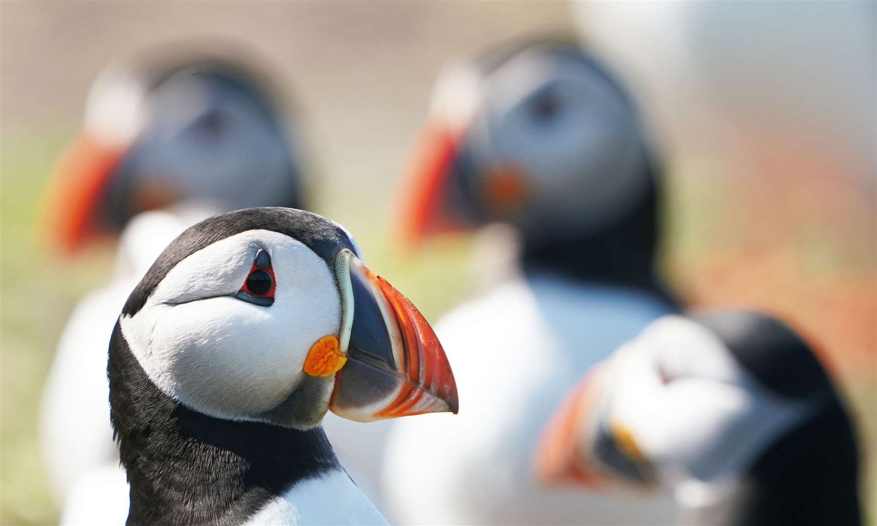 Puffins are at risk from extreme weather and changes to their food supplies (Owen Humphreys/PA)