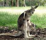 A kangaroo and baby pictured in Australia. Picture: BARRY HOLLIS