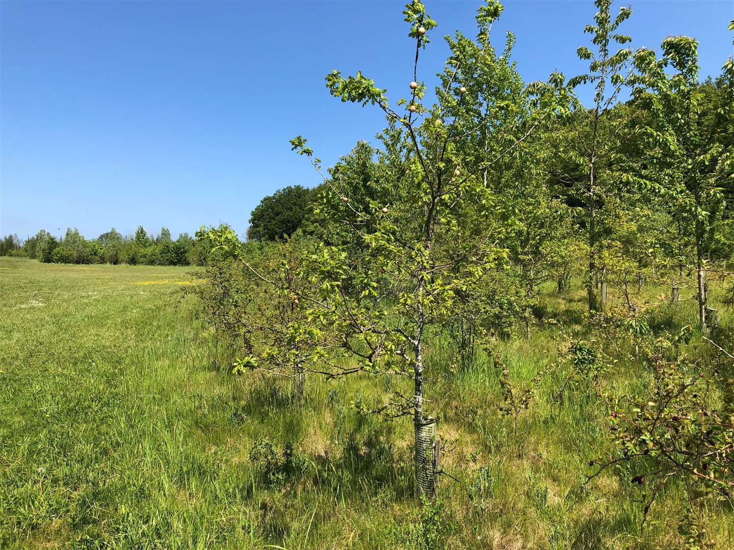 People will be able to make choices about food production to free up land for trees (Emily Beament/PA)