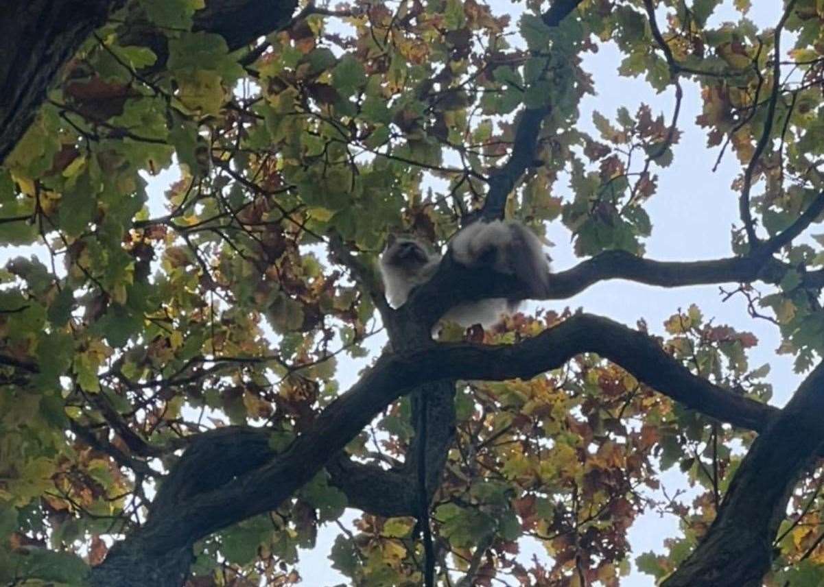 The five-year-old feline managed to get 75ft up an oak tree. Picture: Tracy Bosman