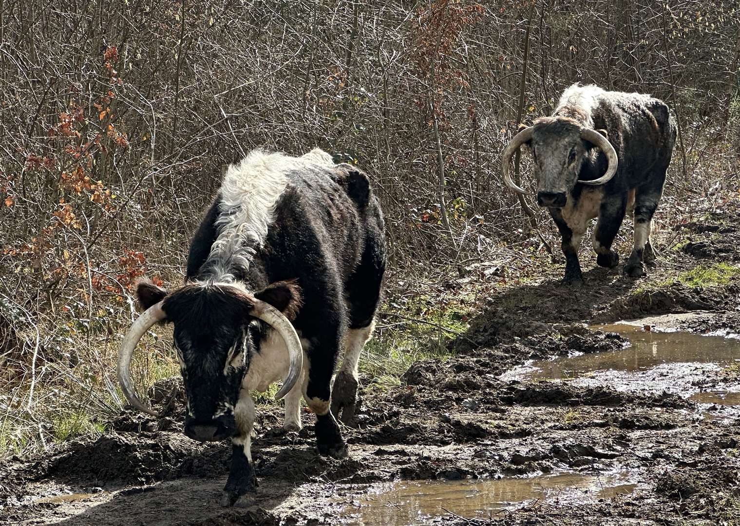 Longhorn cattle graze woody twigs and trees and open up the canopy (Wilder Blean Project/PA)