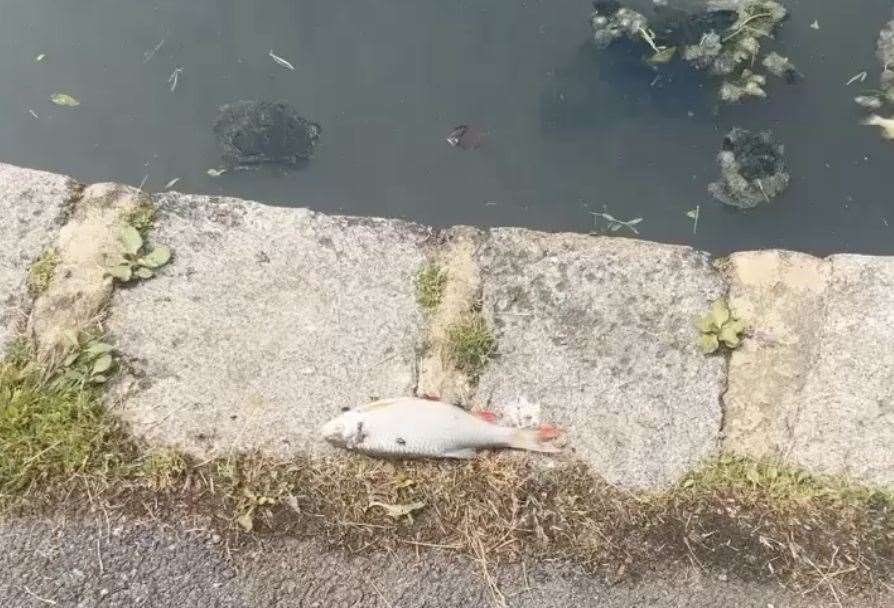 Some of the fish in Folkestone washed up onto the paths. Picture: Phoenix Wood