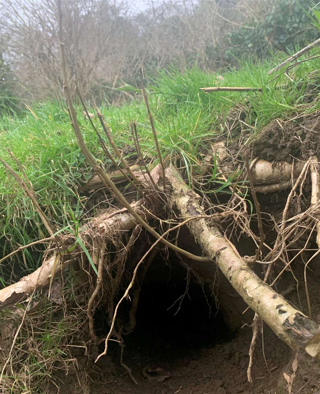 The entry to a badger sett on Ivy Farm