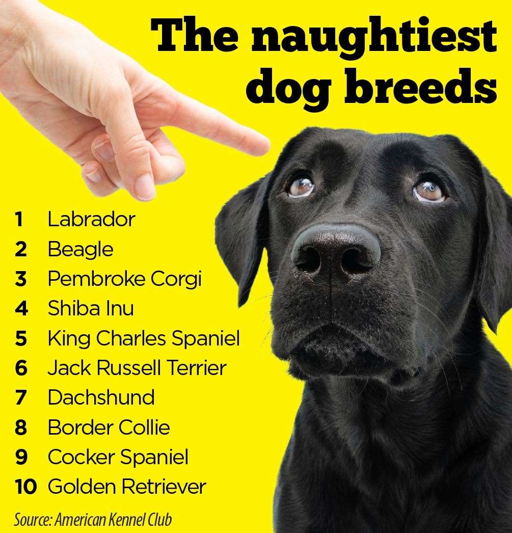 The naughtiest breeds worldwide according to the AKC