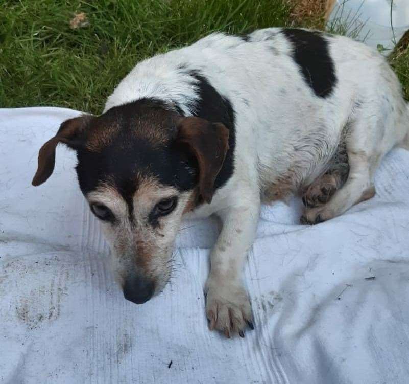 Injured and dehydrated, Nellie was found collapsed on the roadside. Picture: Swale Borough Council Stray Dog Service