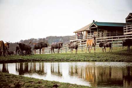 Livingstone Lodge Safari Experience