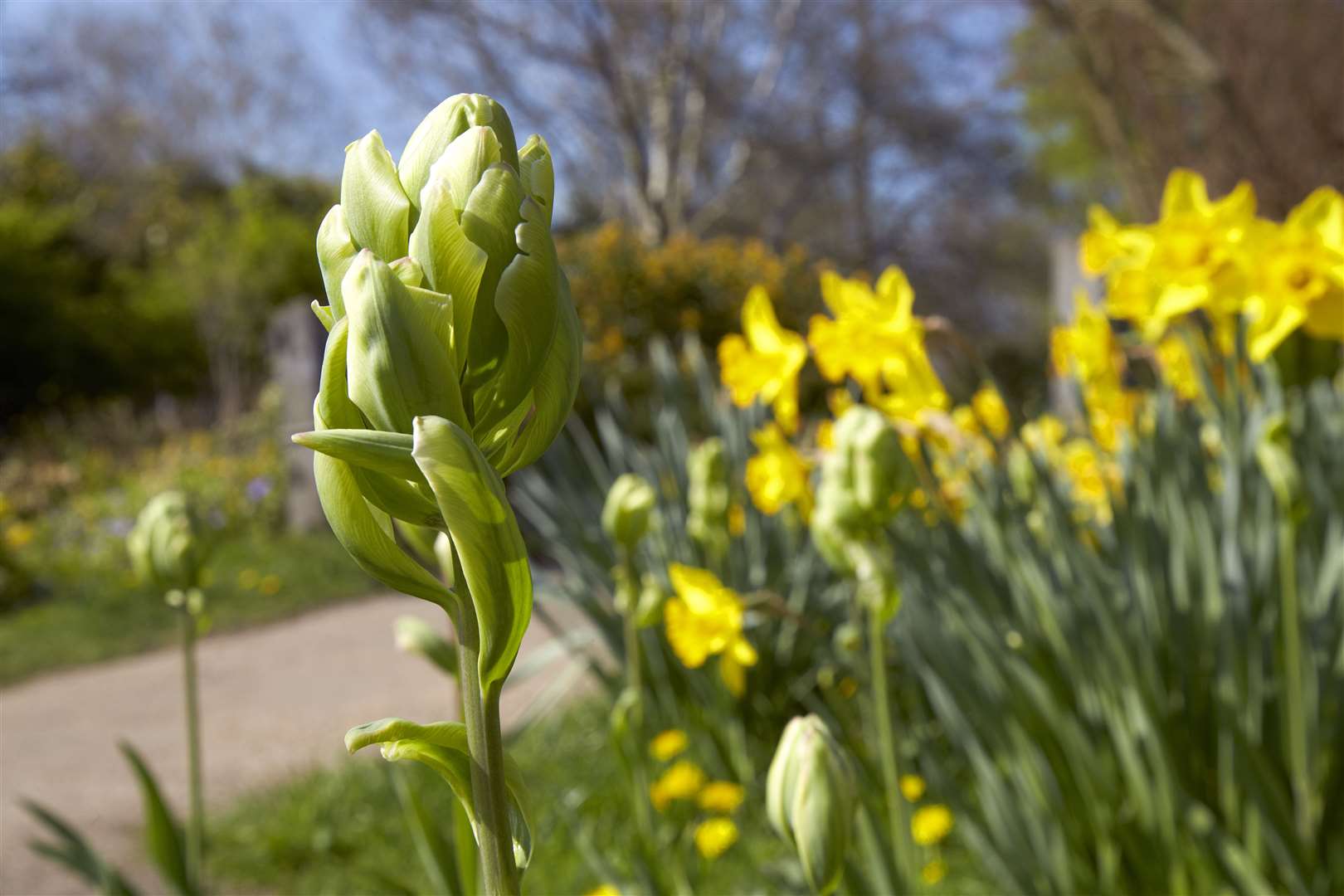 Daffodils at Hever Castle