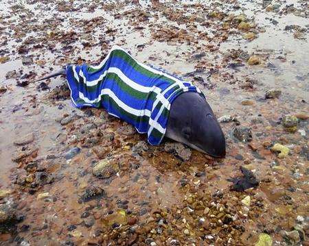 Porpoise saved by Richard Morgan