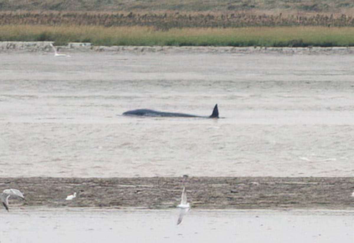 The whales were stuck. Picture: Mike Gould