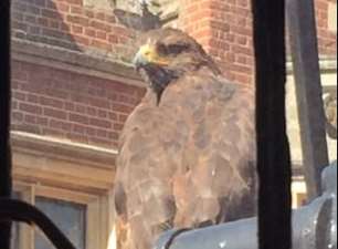 The hawk looks down from a window ledge. Picture: John Hippisley.