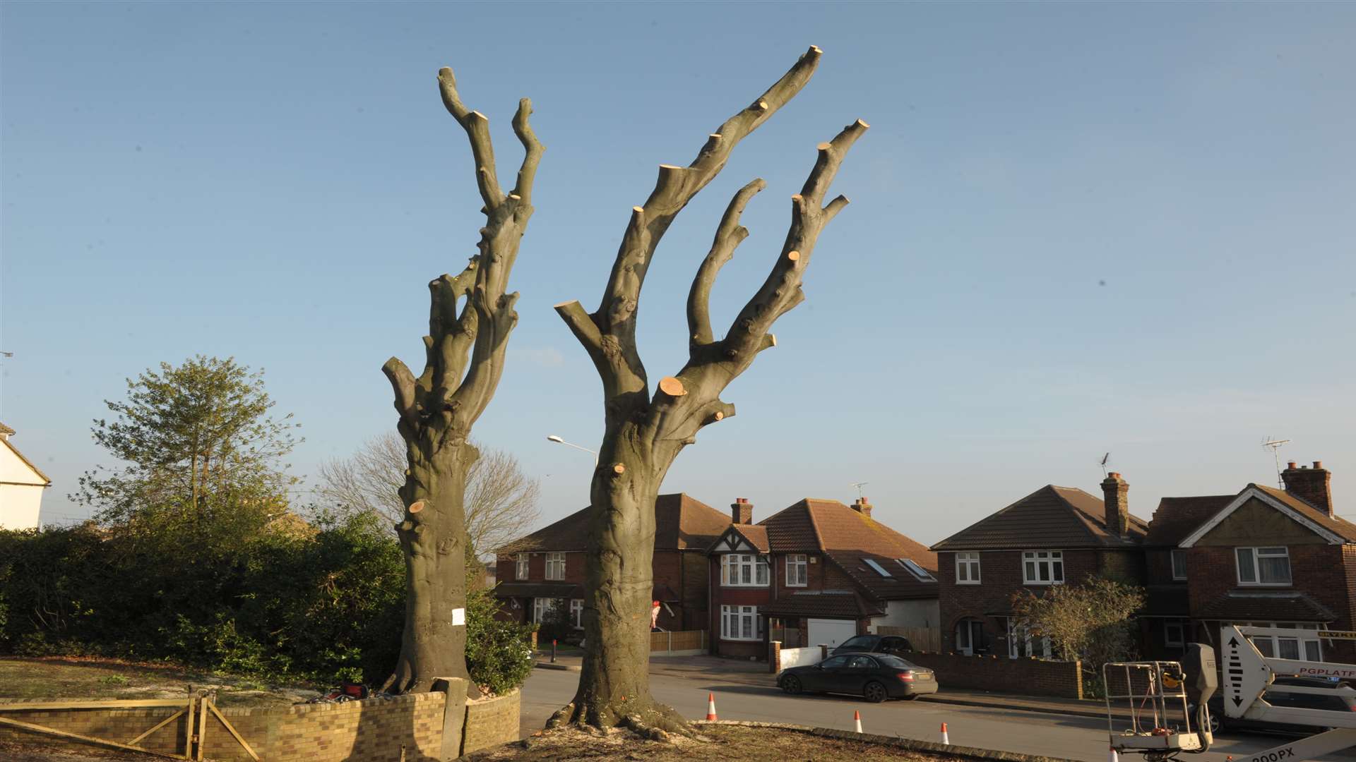 The 80-year-old trees, days before they were cut down