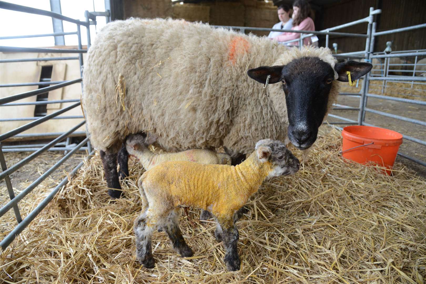 The traffic problems have fallen during the only two weeks of the year that the farm opens to the public. Picture: Gary Browne