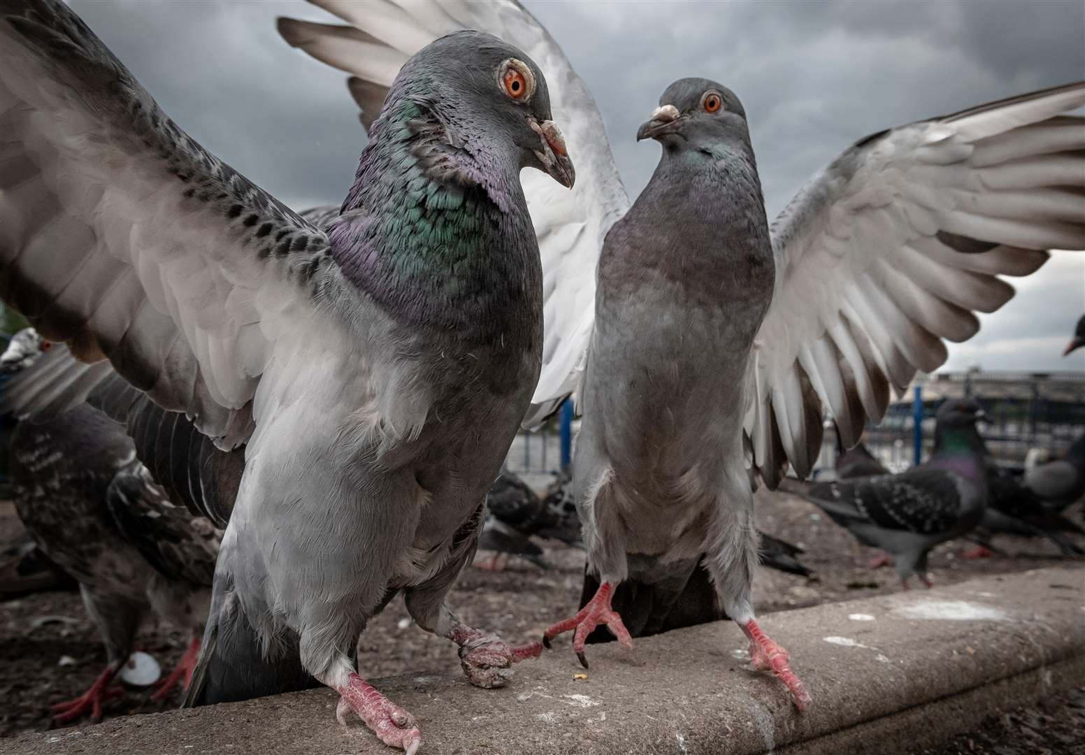 Pigeons by Thomas Scott was the 16-18 winner (Thomas Scott/RSPCA/PA)