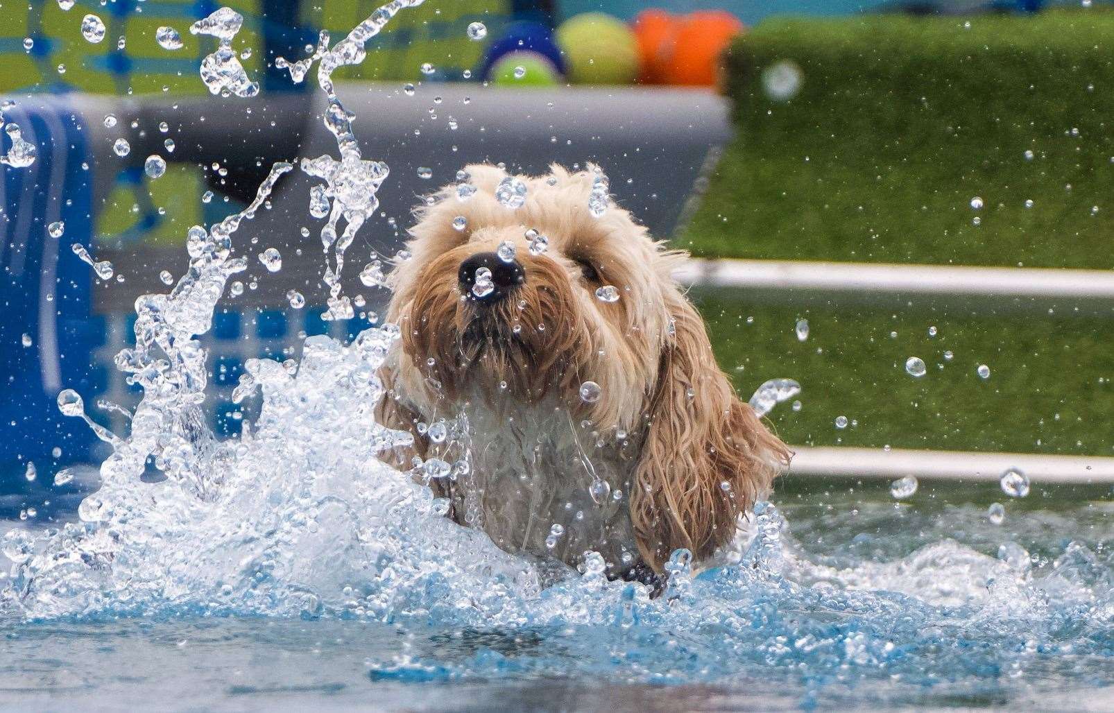 Dogs can take part in agility courses, competitions and fun activities over the weekend. Picture: Facebook / Paws in the Park