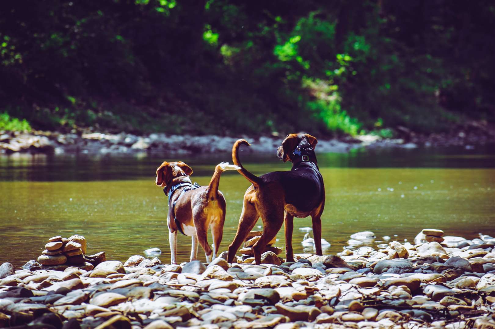 Some airlines are more pet-friendly than others, so it’s important to plan ahead. Picture: Pexels