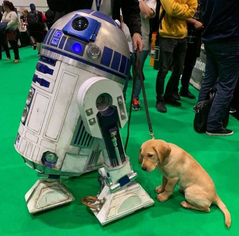 Ziggy the labrador meeting R2D2 at Comic Con