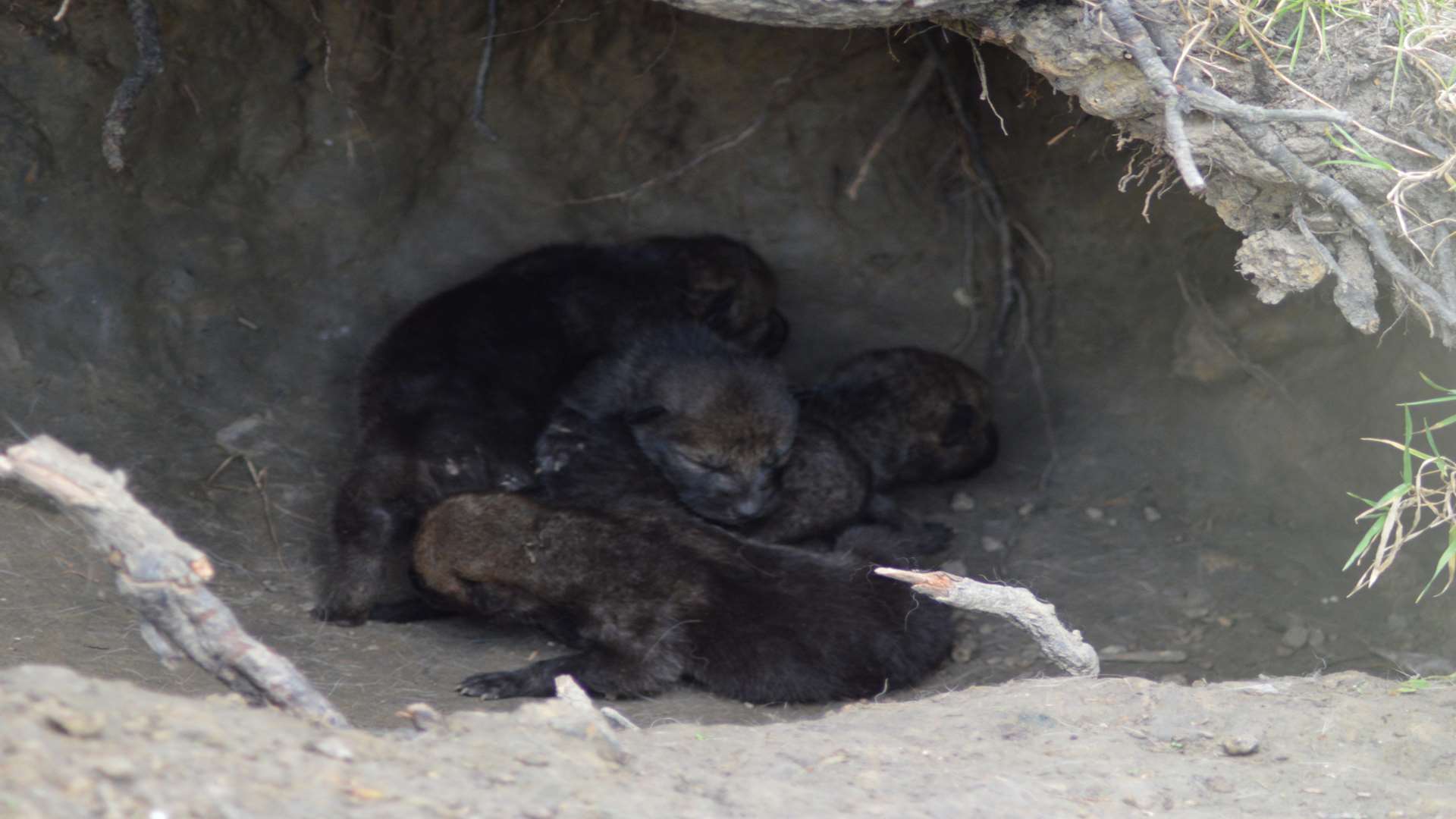 The attraction's newest resident. Pictures: Wingham Wildlife Park