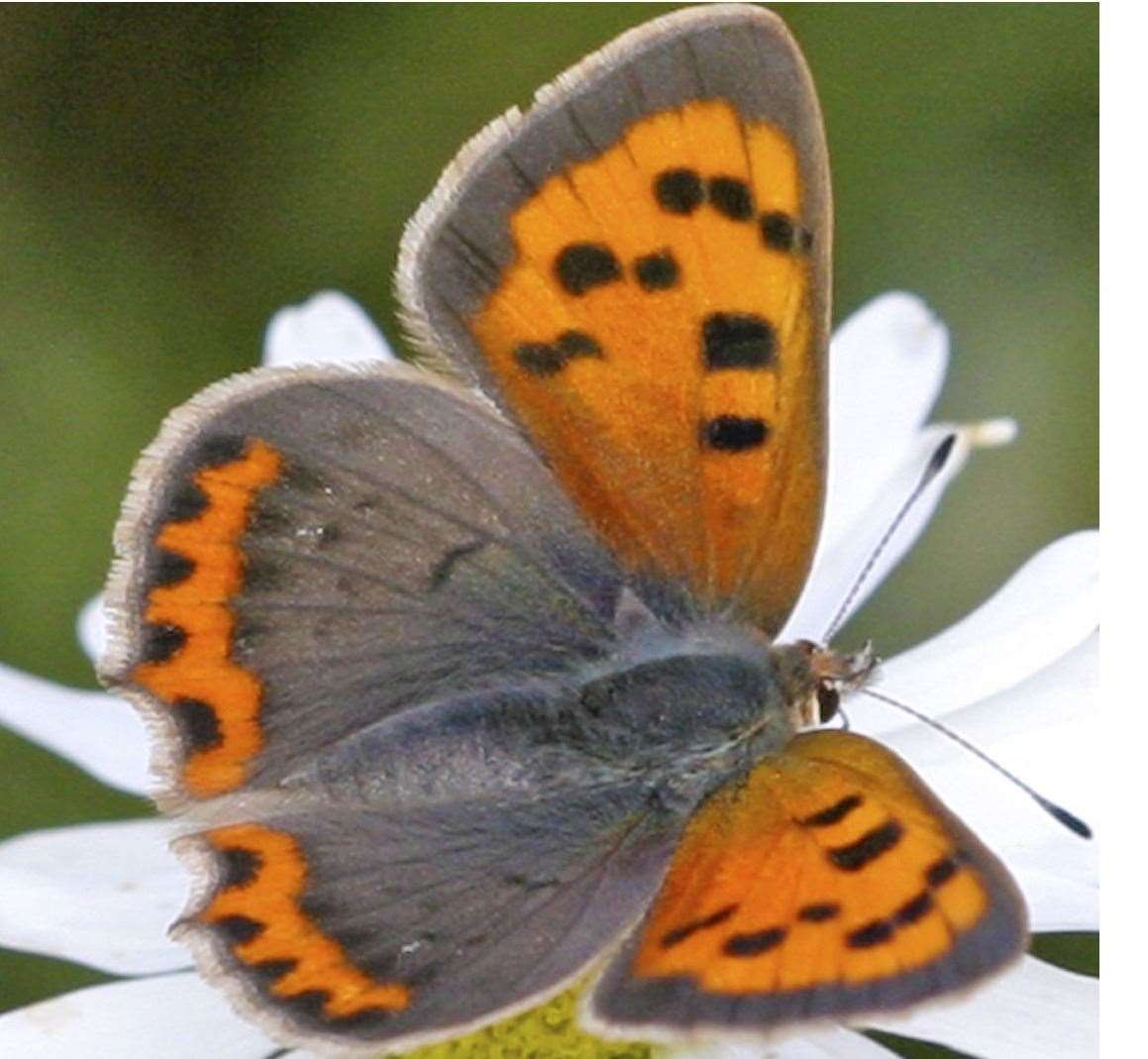 A small copper is the size of a 50p piece