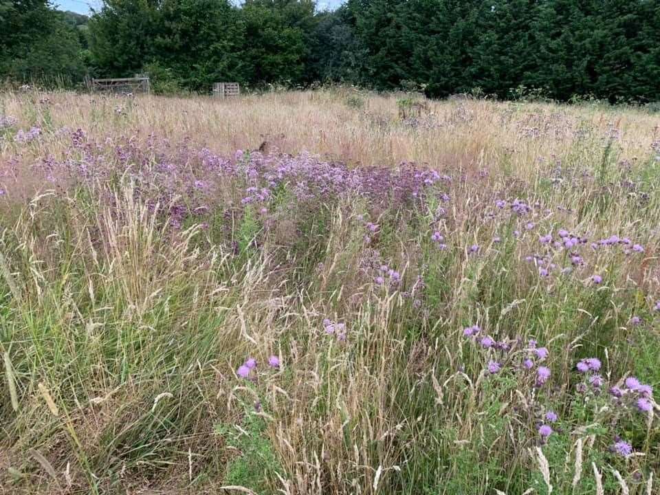Sittingbourne Cllr Mike Baldock's field at Doddington is being turned into a wildlife meadow
