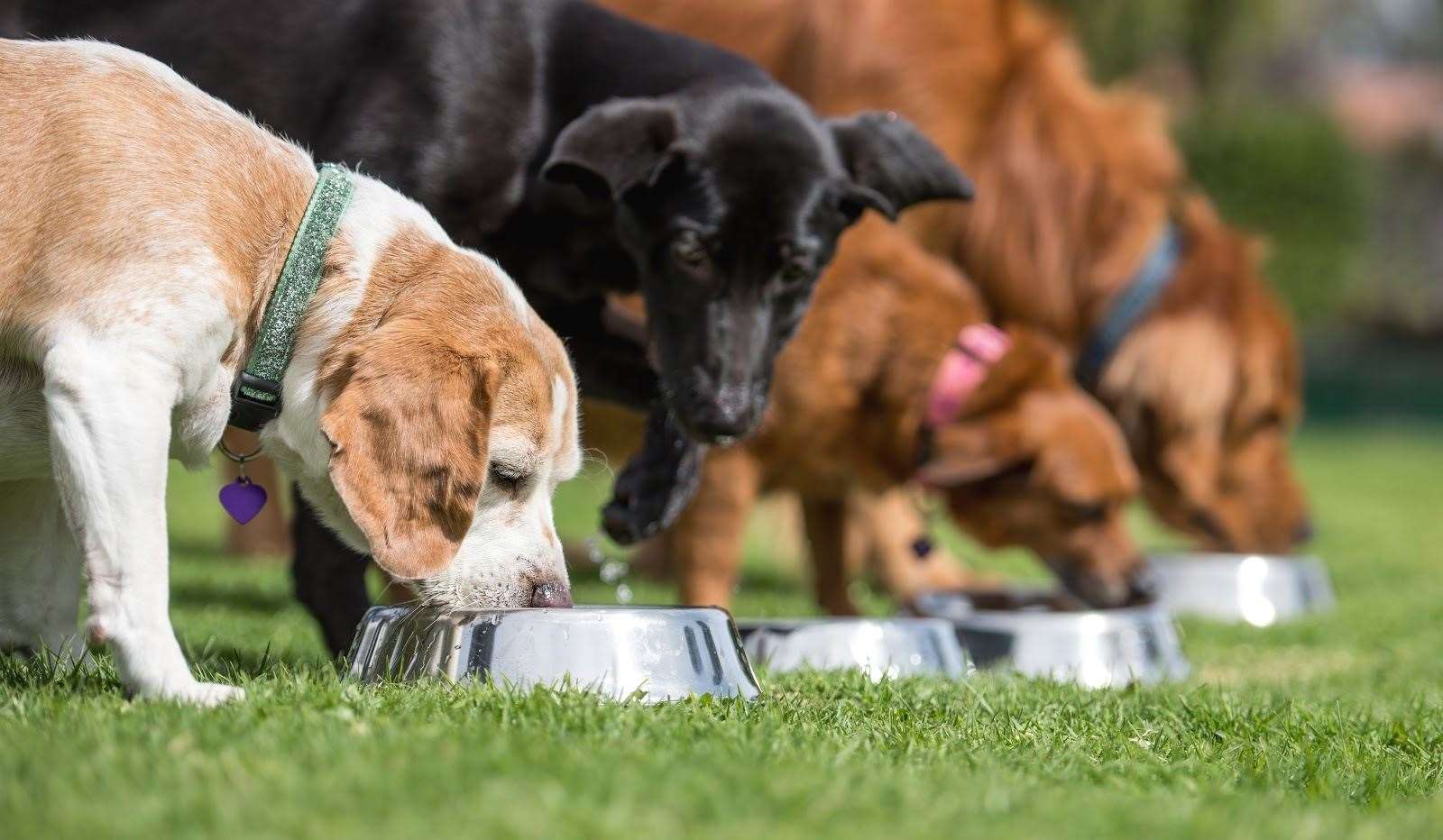 Feeding the right diet for your dog is the first important step to maintaining their weight