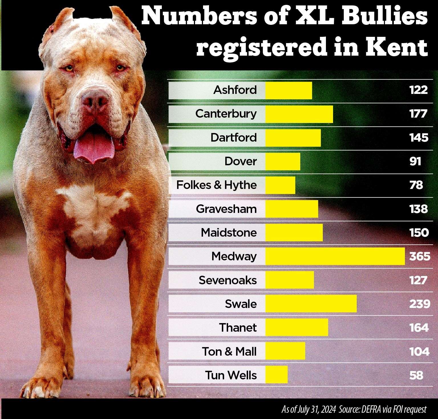 The number of XL bullies registered in Kent