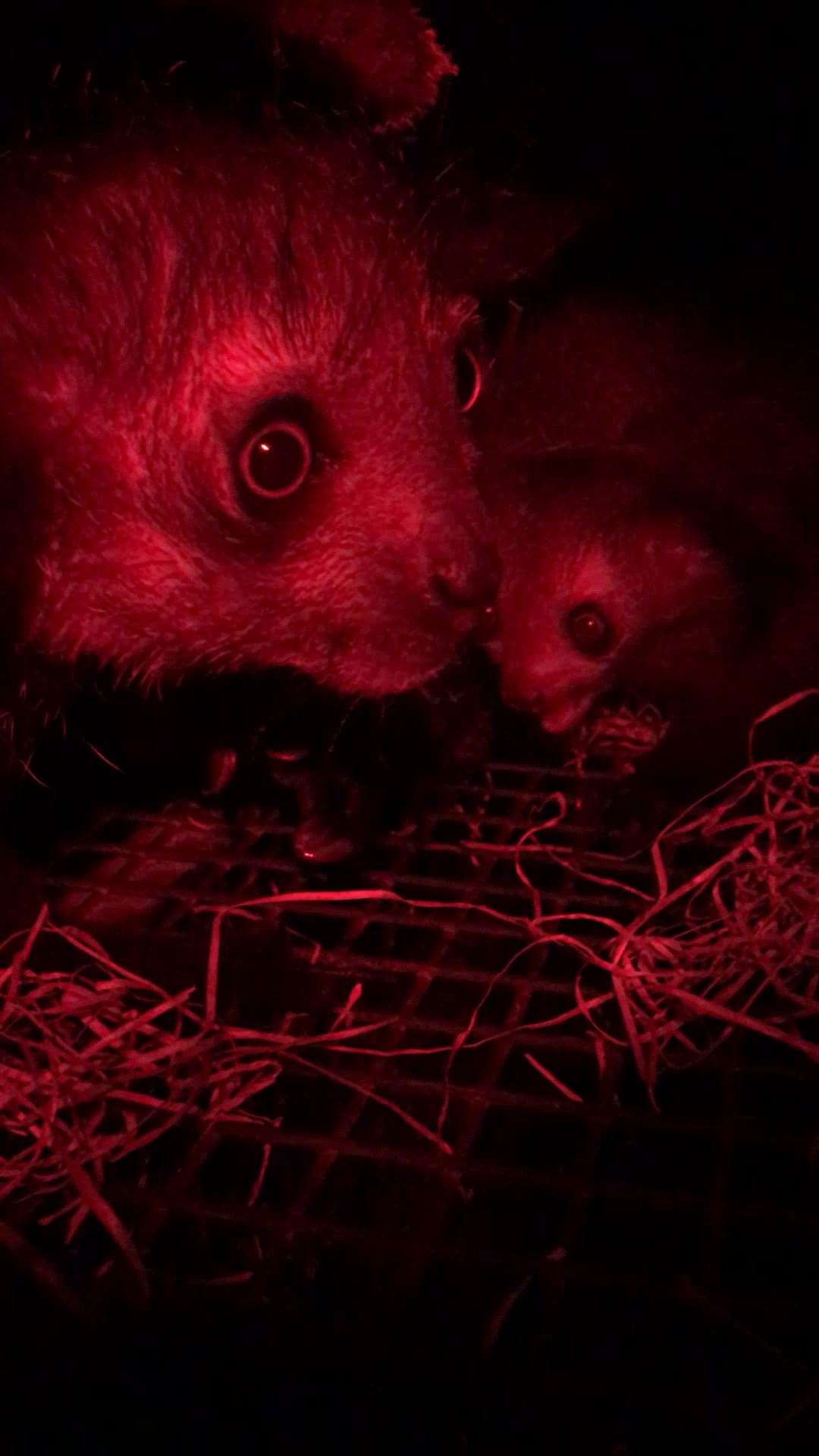 Mother Tahiry keeps a close eye on the infant aye-aye lemur at Bristol Zoo but has been kept out of sight until now (Paige Bwye/Bristol Zoo Gardens/PA)